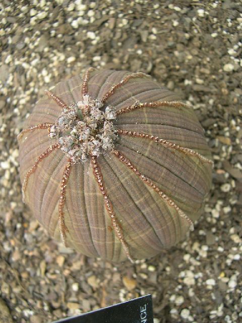 euphorbia obesa.jpg